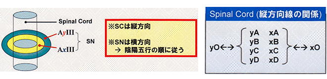 Spinal Never脊椎神経線維の障害の説明
